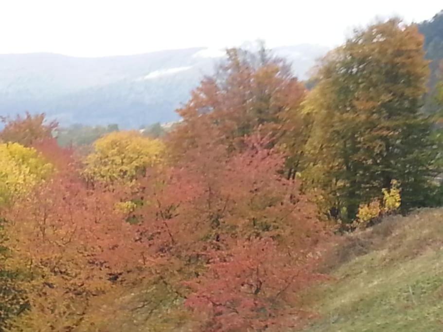 Appartamento Un Coin De Montagne Linthal Esterno foto