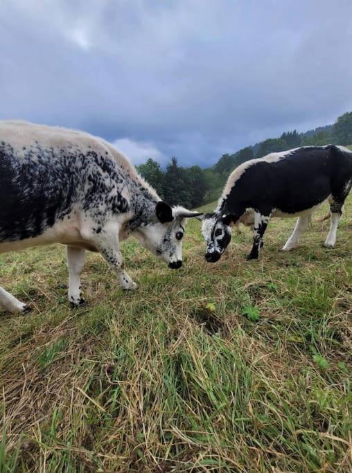 Appartamento Un Coin De Montagne Linthal Esterno foto
